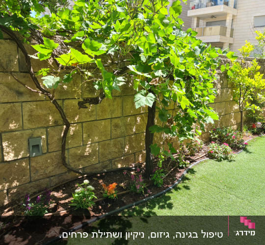 גפן מטפסת על קיר אבן עם צמחים ופרחים